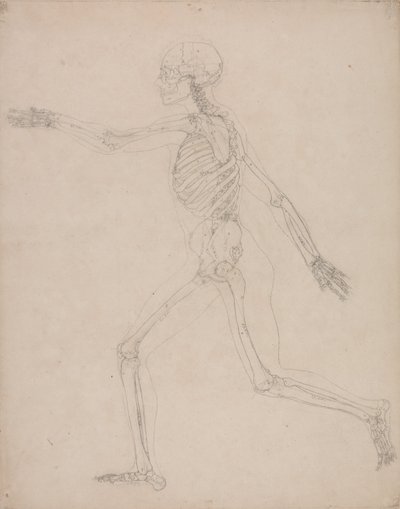 A Comparative Anatomical Exposition of the Structure of the Human Body with that of a Tiger and a Cow by George Stubbs